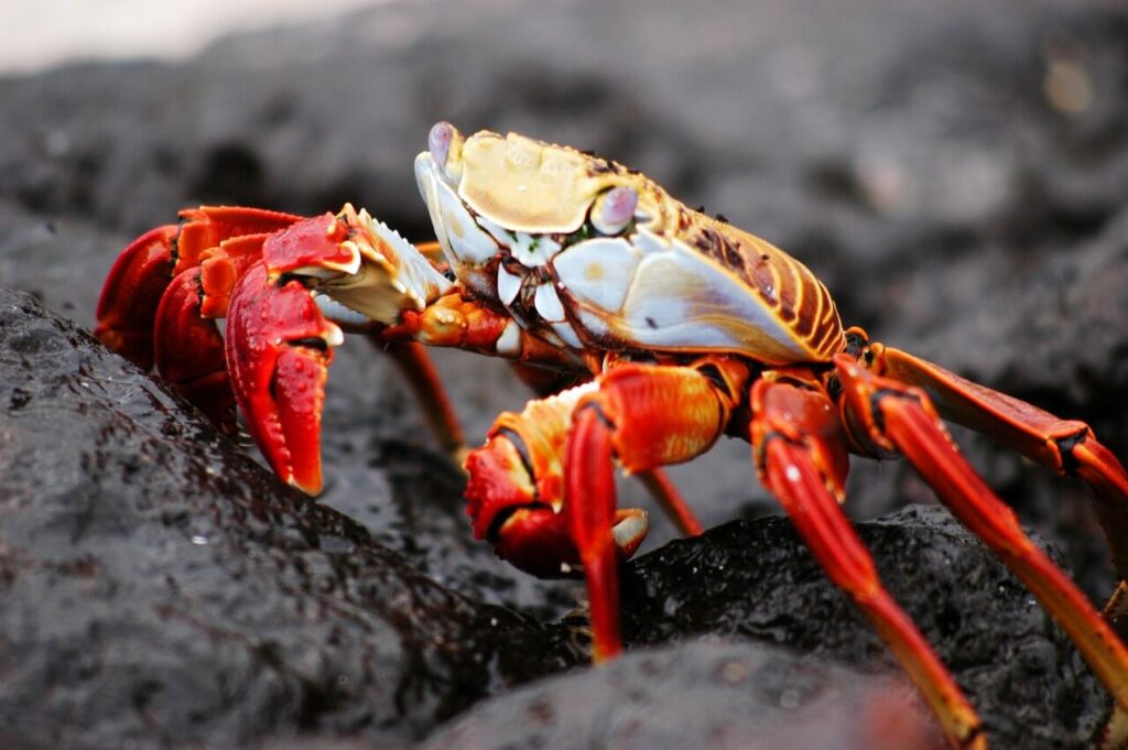 Crabe Galapagos