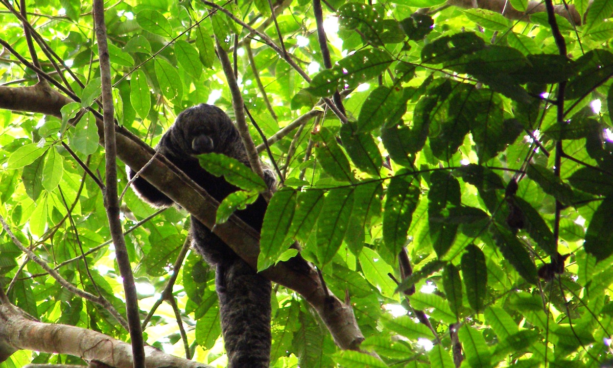 Amazonie d'Équateur: Yasuni et Cuyabeno