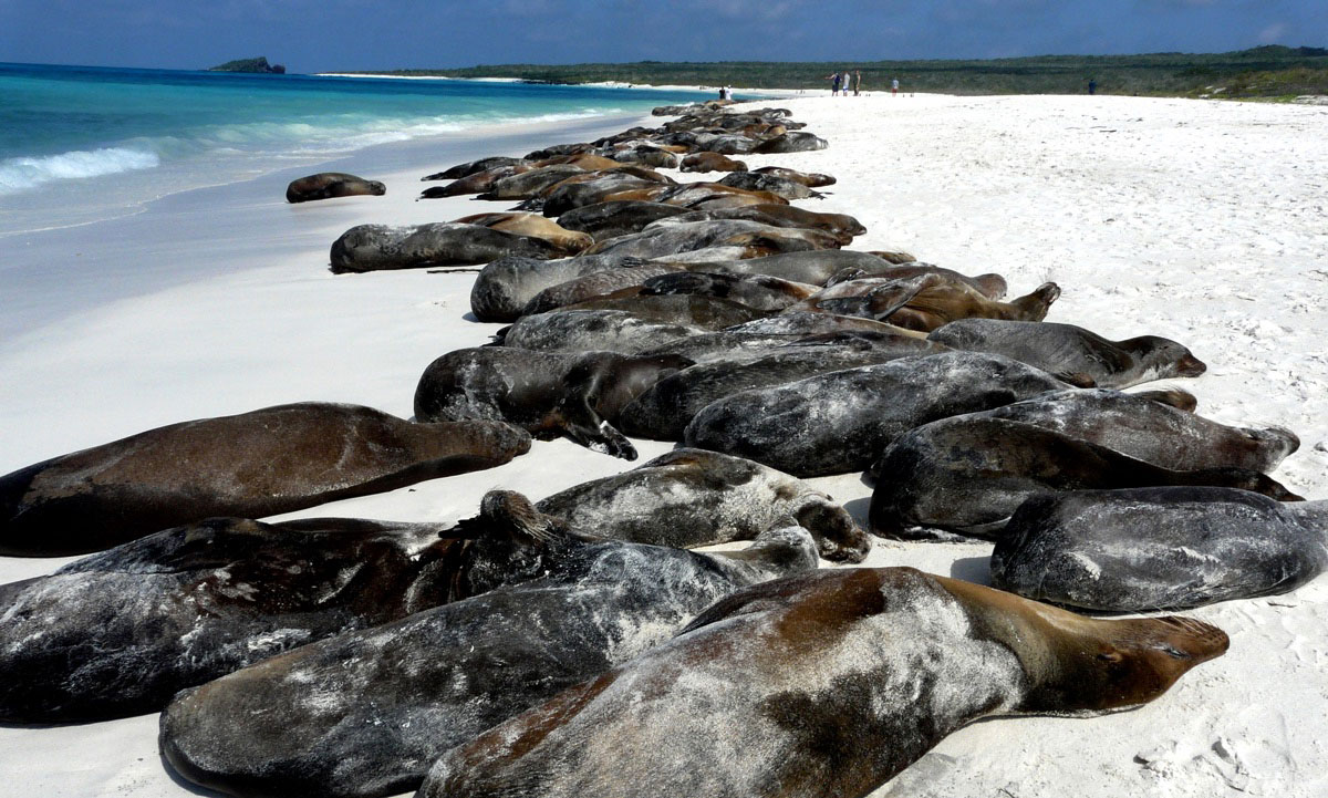 île Española, îles des Galapagos