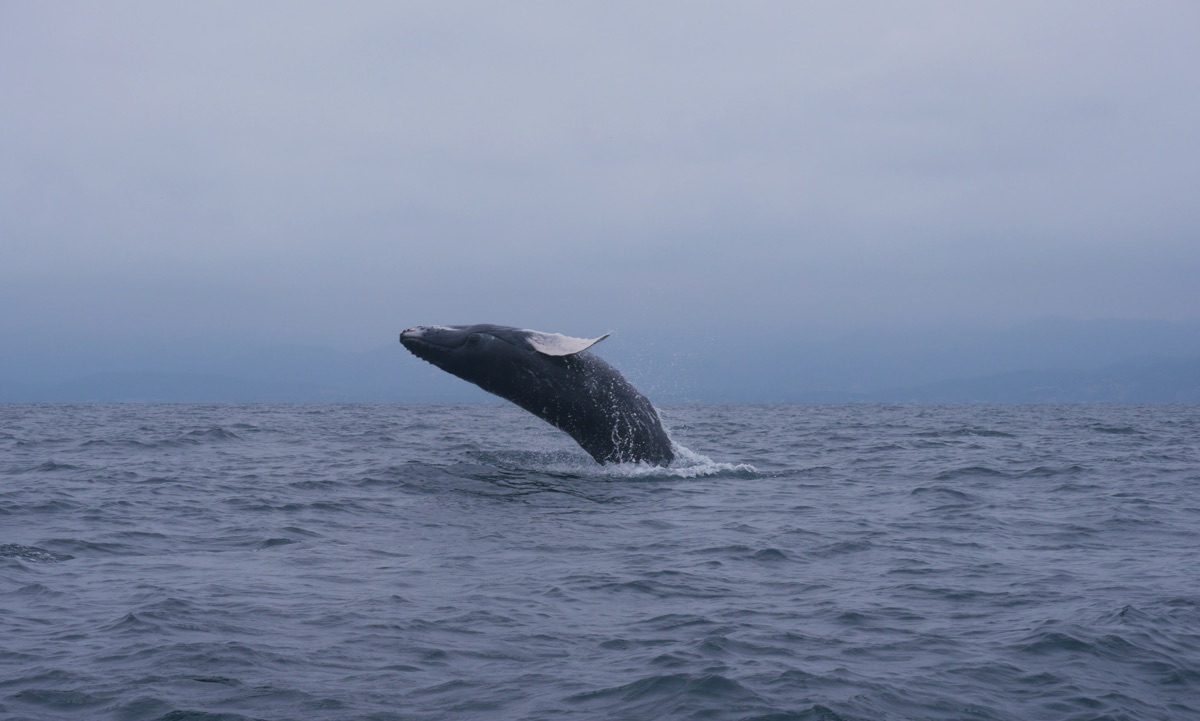 Côte pacifique en Equateur: baleine à bosse