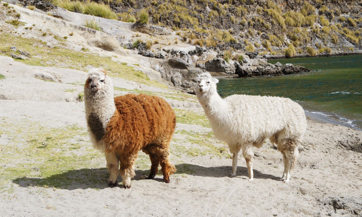 Andes d'Équateur, la faune