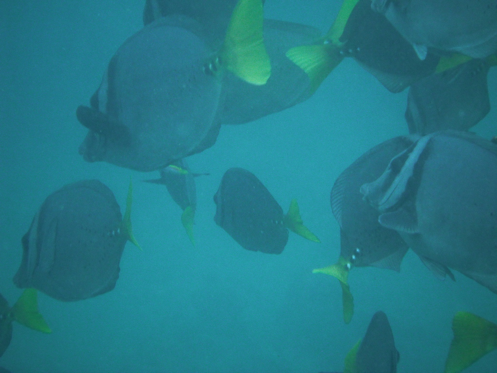 Plonger à Cousin's Rock aux Galapagos