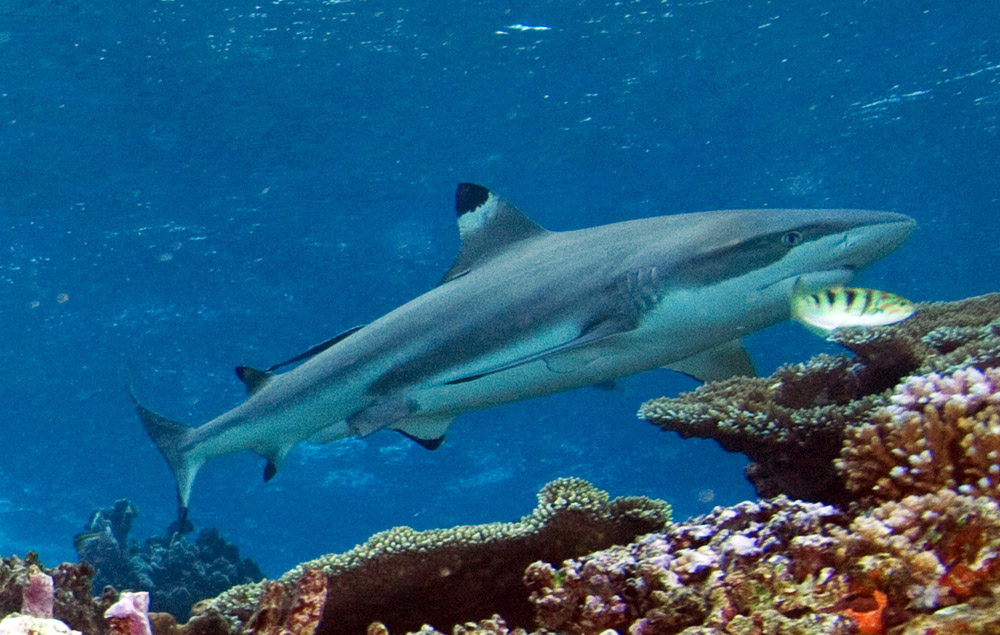 Plonger sur l'île Daphne Minor aux Galapagos