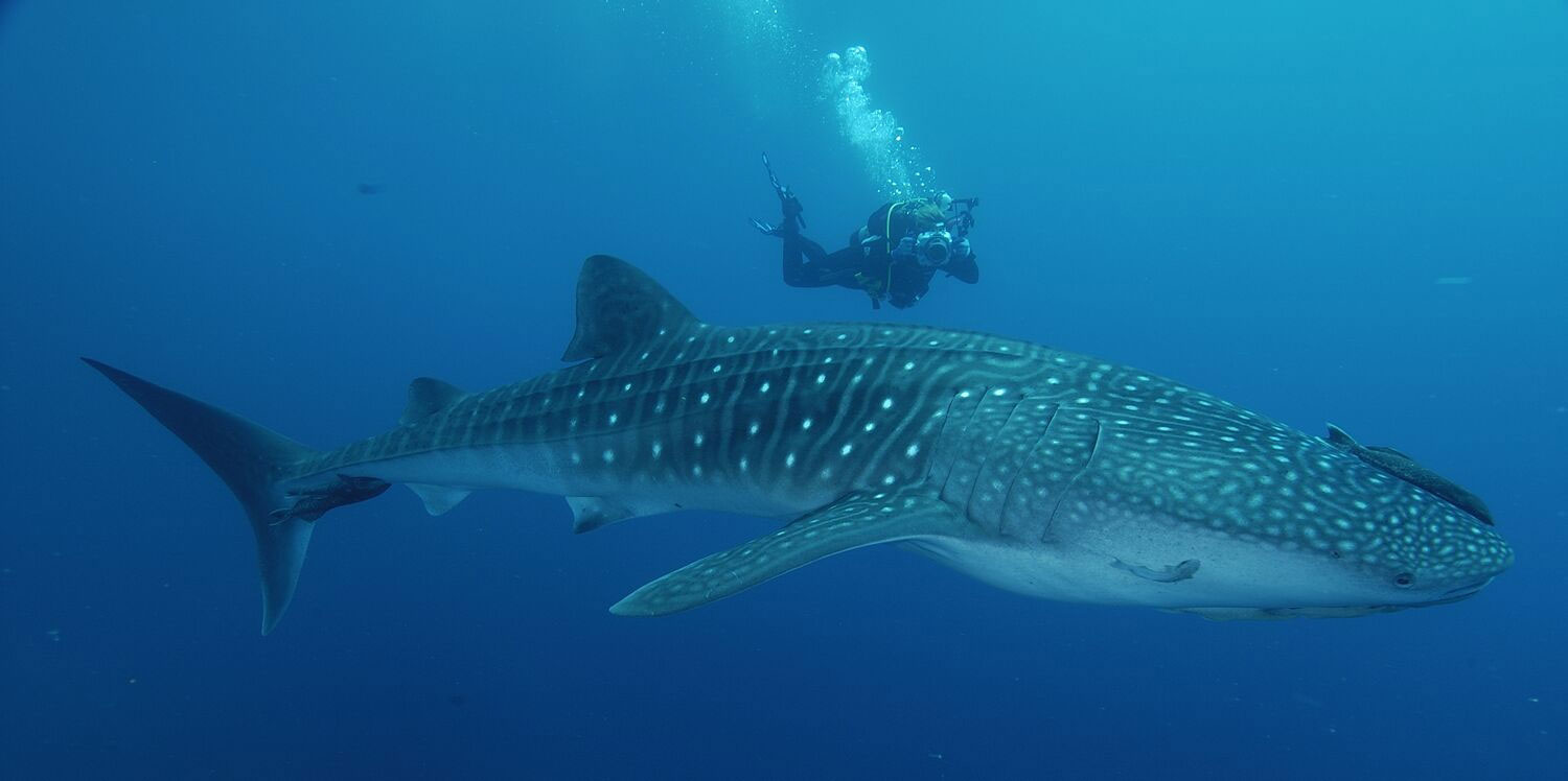 île Darwin, plongée aux îles Galapagos