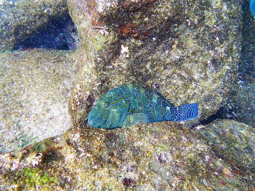 Plonger sur l'île Floreana aux Galapagos