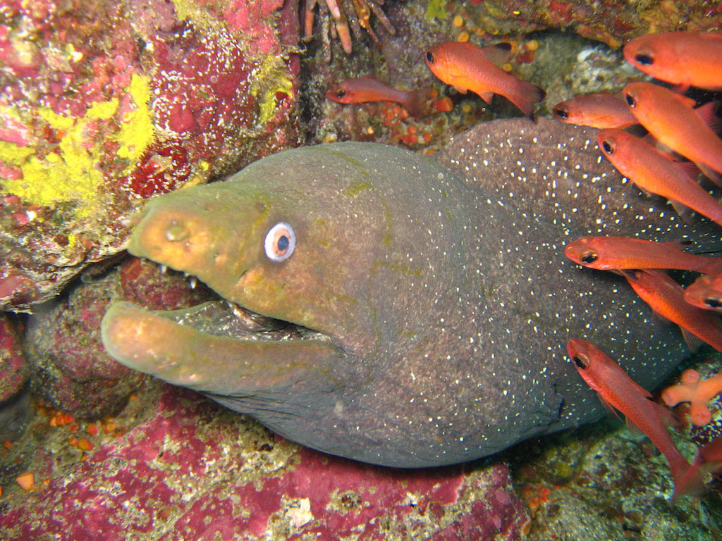 Plonger Guy Fawkes aux Galapagos