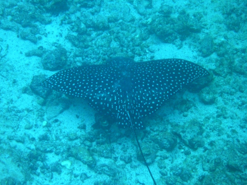 Plonger à Punta Vicente Roca aux Galapagos