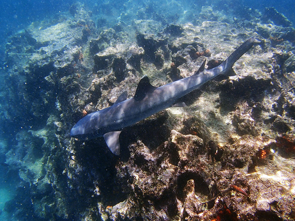 Plonger à Seymour aux Galapagos