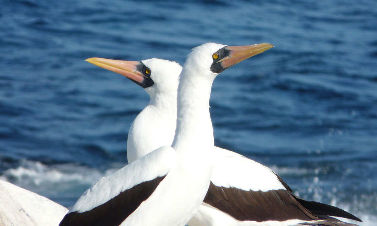 île Daphne, îles des Galapagos