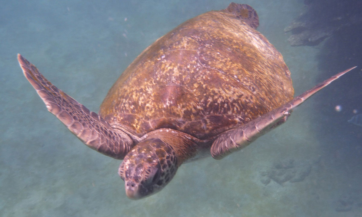 île Floreana, îles des Galapagos