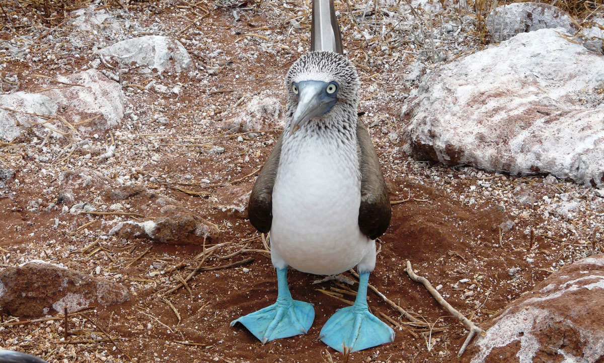 île Genovesa, îles des Galapagos