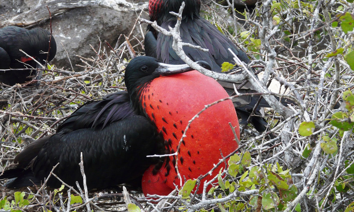 île North Seymour, îles des Galapagos