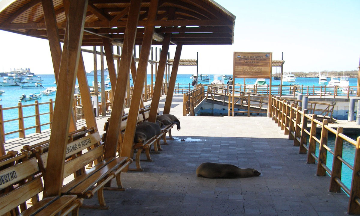 île San Cristobal, otaries des Galapagos