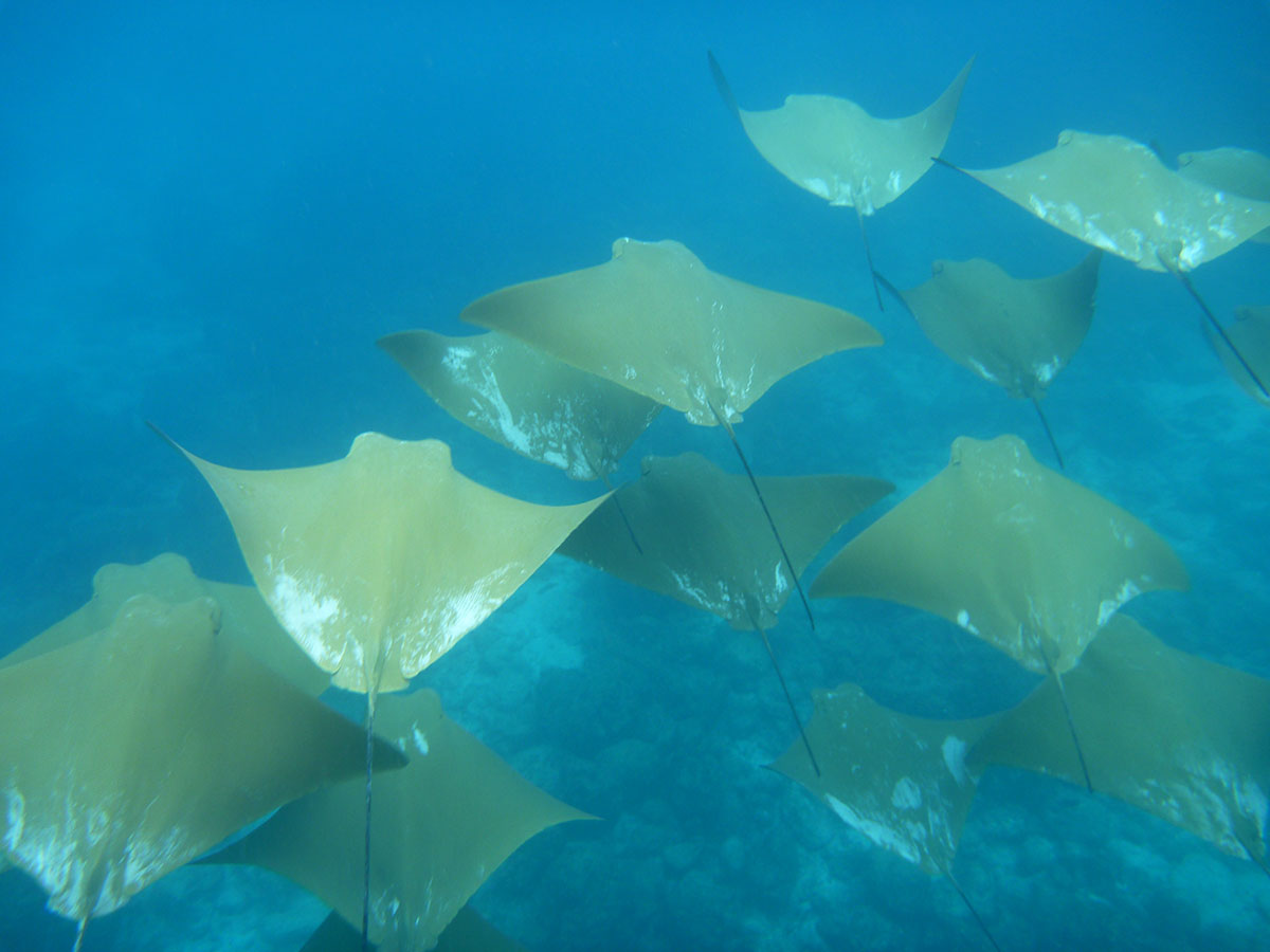 île Pinzon, îles des Galapagos