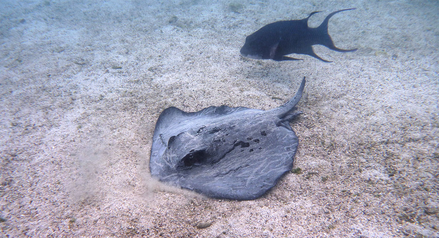 Plonger au Cap Douglas aux Galapagos