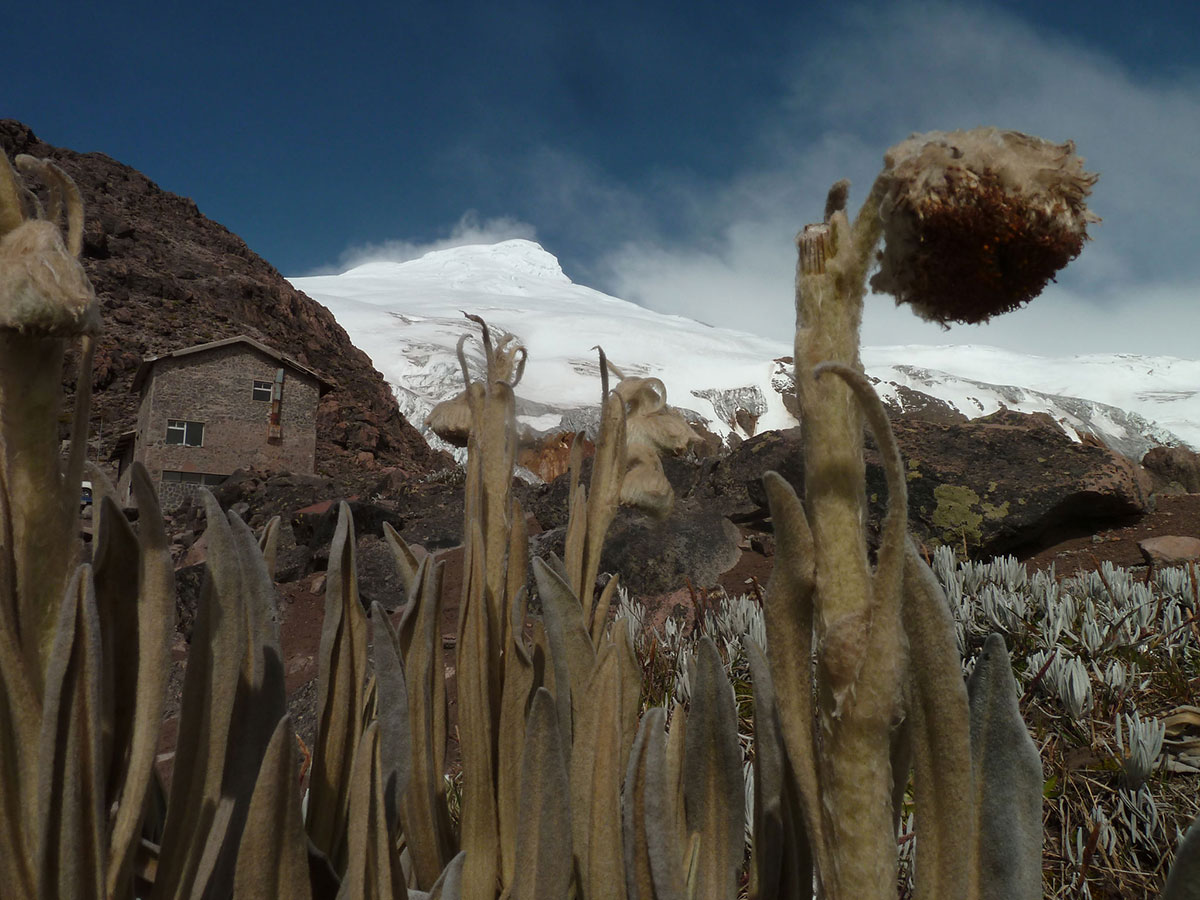 Parc Cayambe, Andes d'Equateur